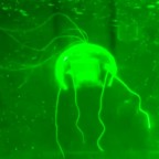 В Китае создали почти невидимого робота-медузу для подводных наблюдений