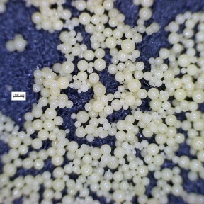 В Польше разрабатывают самовосстанавливающиеся дороги