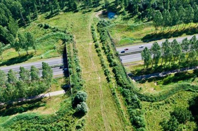 В Солнечногорске построят стометровый экодук