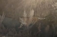 Во Владивостоке у дороги водители заметили амурского тигра, который собирал мусор