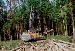 При строительстве ЦКАД пропал вырубленный лес на сумму 138 миллионов рублей